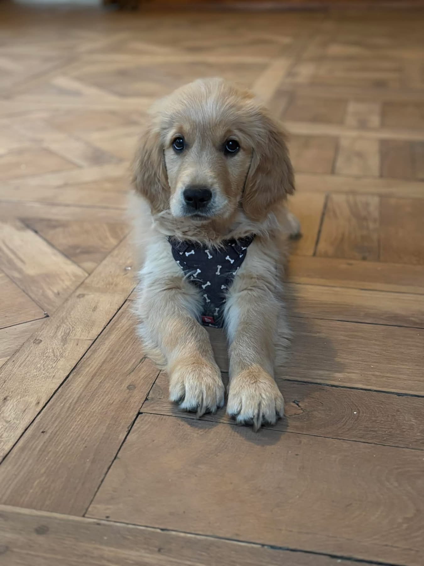 Parquet Versailles en chêne vitrifié